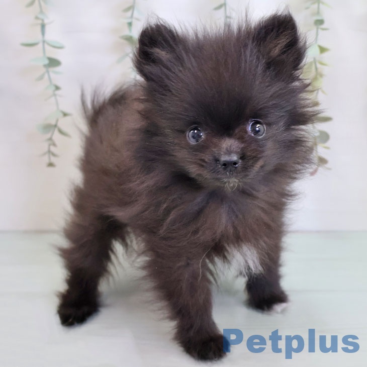 沖縄県のポメラニアン (ペットプラス 南風原店/2025年9月2日生まれ/男の子/ブラックホワイト)の子犬の1枚目の画像