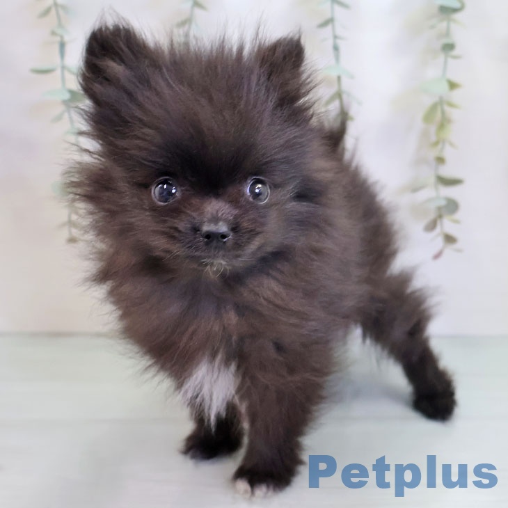 沖縄県のポメラニアン (ペットプラス 南風原店/2025年9月2日生まれ/男の子/ブラックホワイト)の子犬の2枚目の画像
