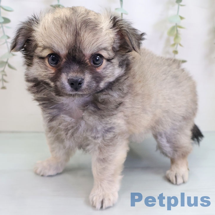 沖縄県のチワワ(ロング) (ペットプラス 沖縄ライカム店/2025年9月5日生まれ/男の子/フォーン)の子犬の1枚目の画像