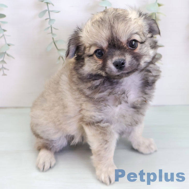 沖縄県のチワワ(ロング) (ペットプラス 沖縄ライカム店/2025年9月5日生まれ/男の子/フォーン)の子犬の2枚目の画像