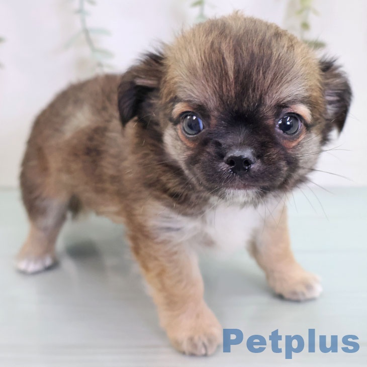 福岡県のチワワ(ロング) (ペットプラス 八幡東店/2025年9月5日生まれ/男の子/フォーン)の子犬の1枚目の画像