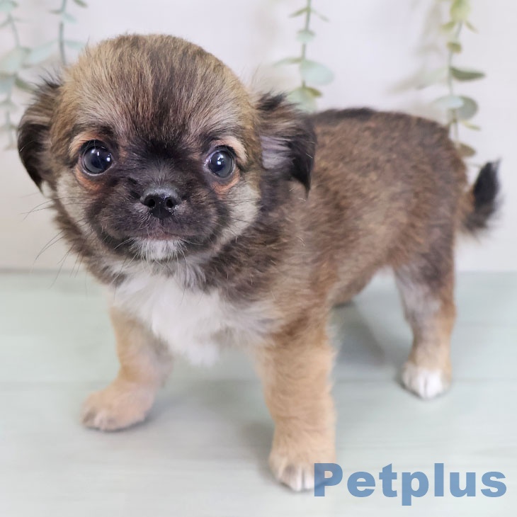 福岡県のチワワ(ロング) (ペットプラス 八幡東店/2025年9月5日生まれ/男の子/フォーン)の子犬の2枚目の画像