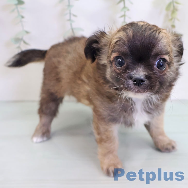 長崎県のチワワ(ロング) (ペットプラス 長崎店/2025年9月5日生まれ/男の子/フォーン)の子犬の1枚目の画像