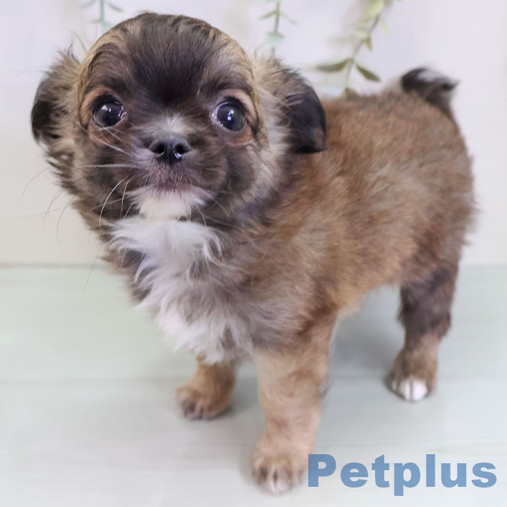 長崎県のチワワ(ロング) (ペットプラス 長崎店/2025年9月5日生まれ/男の子/フォーン)の子犬の2枚目の画像