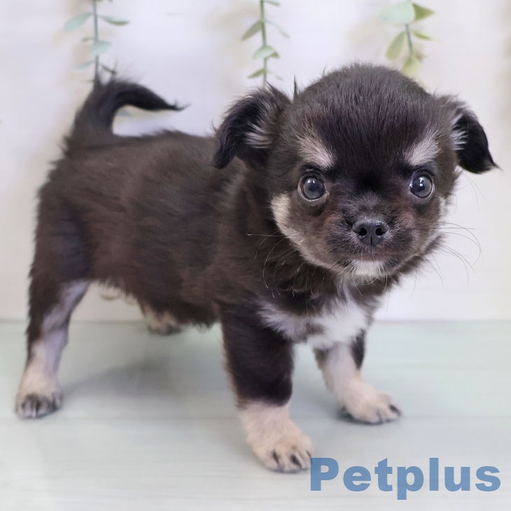 福岡県のチワワ(ロング) (ペットプラス ららぽーと福岡店/2025年9月5日生まれ/男の子/ブラックタン)の子犬