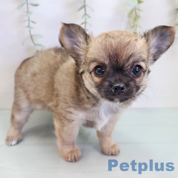 熊本県のチワワ(ロング) (ペットプラス 熊本店/2025年9月5日生まれ/女の子/フォーン)の子犬