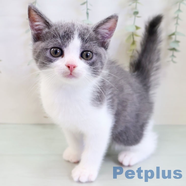 福岡県のブリティッシュショートヘアー (ペットプラス ららぽーと福岡店/2025年9月1日生まれ/男の子/ブルーホワイト)の子猫の1枚目の画像