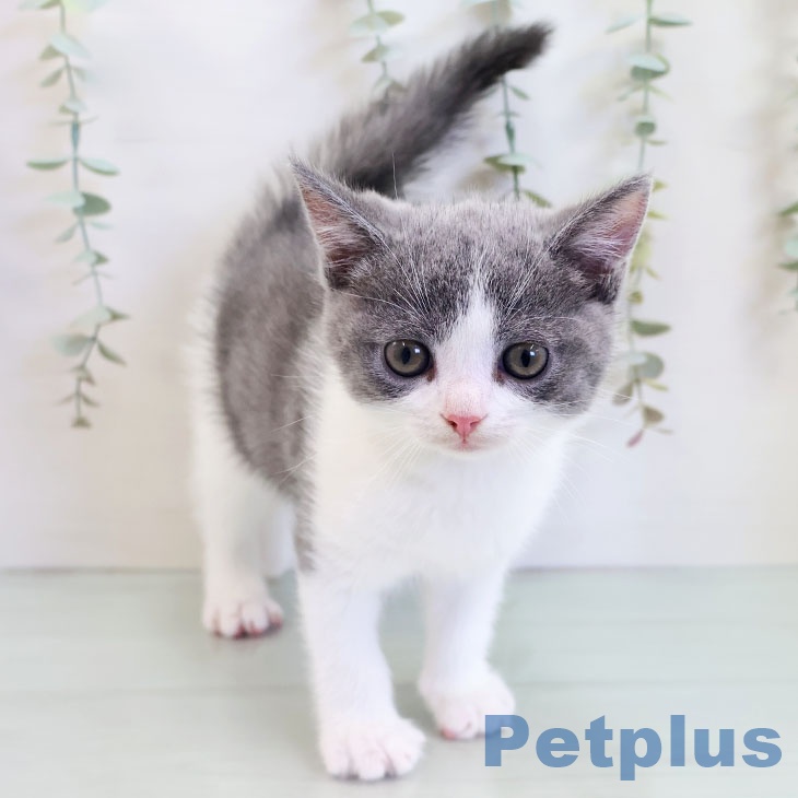 福岡県のブリティッシュショートヘアー (ペットプラス ららぽーと福岡店/2025年9月1日生まれ/男の子/ブルーホワイト)の子猫の2枚目の画像