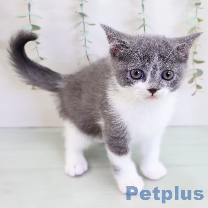 福岡県のブリティッシュショートヘアー (ペットプラス 福岡伊都店/2025年9月1日生まれ/女の子/ブルーホワイト)の子猫の1枚目の画像