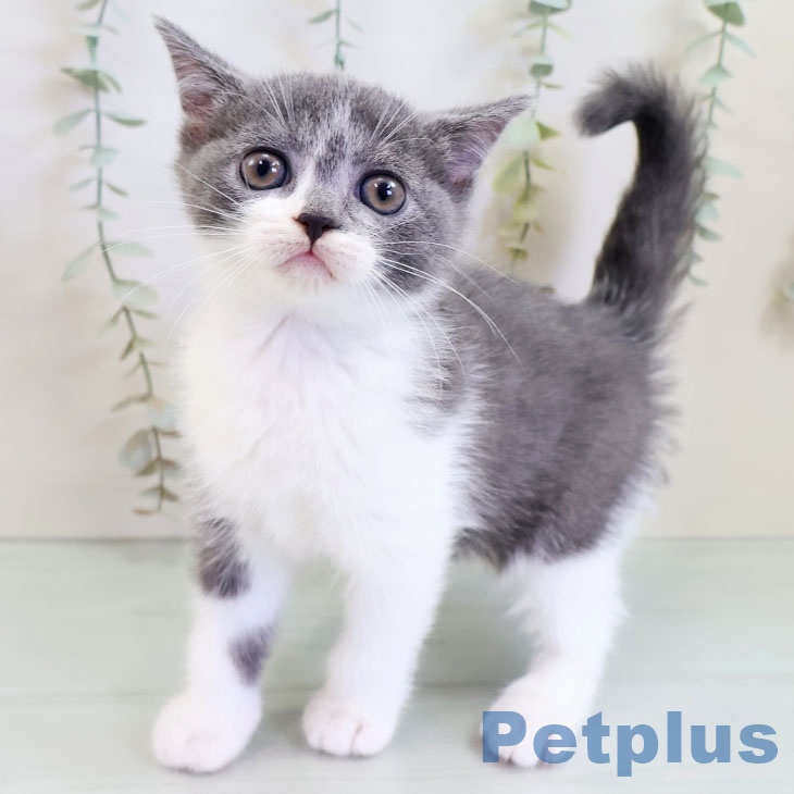 福岡県のブリティッシュショートヘアー (ペットプラス 福岡伊都店/2025年9月1日生まれ/女の子/ブルーホワイト)の子猫の2枚目の画像
