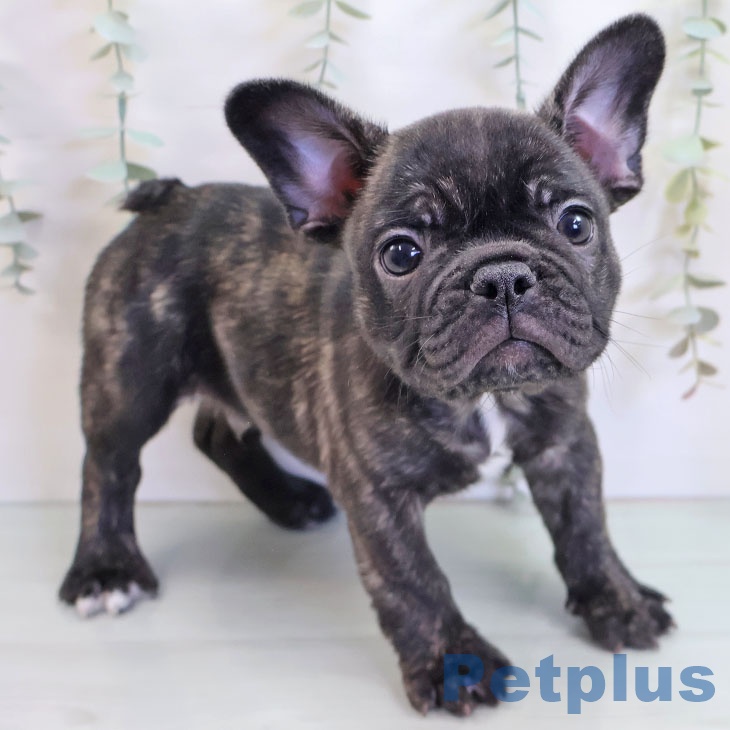 フレンチ・ブルドッグ