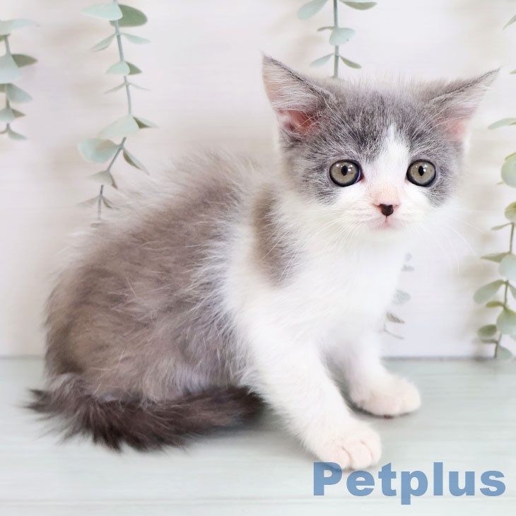 ブリティッシュロングヘア