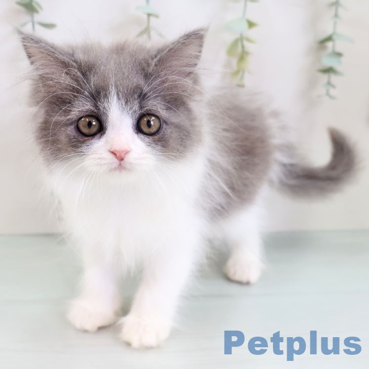 ブリティッシュロングヘア