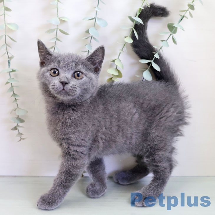 熊本県のブリティッシュショートヘアー (ペットプラス 熊本店/2025年9月4日生まれ/男の子/ブルー)の子猫