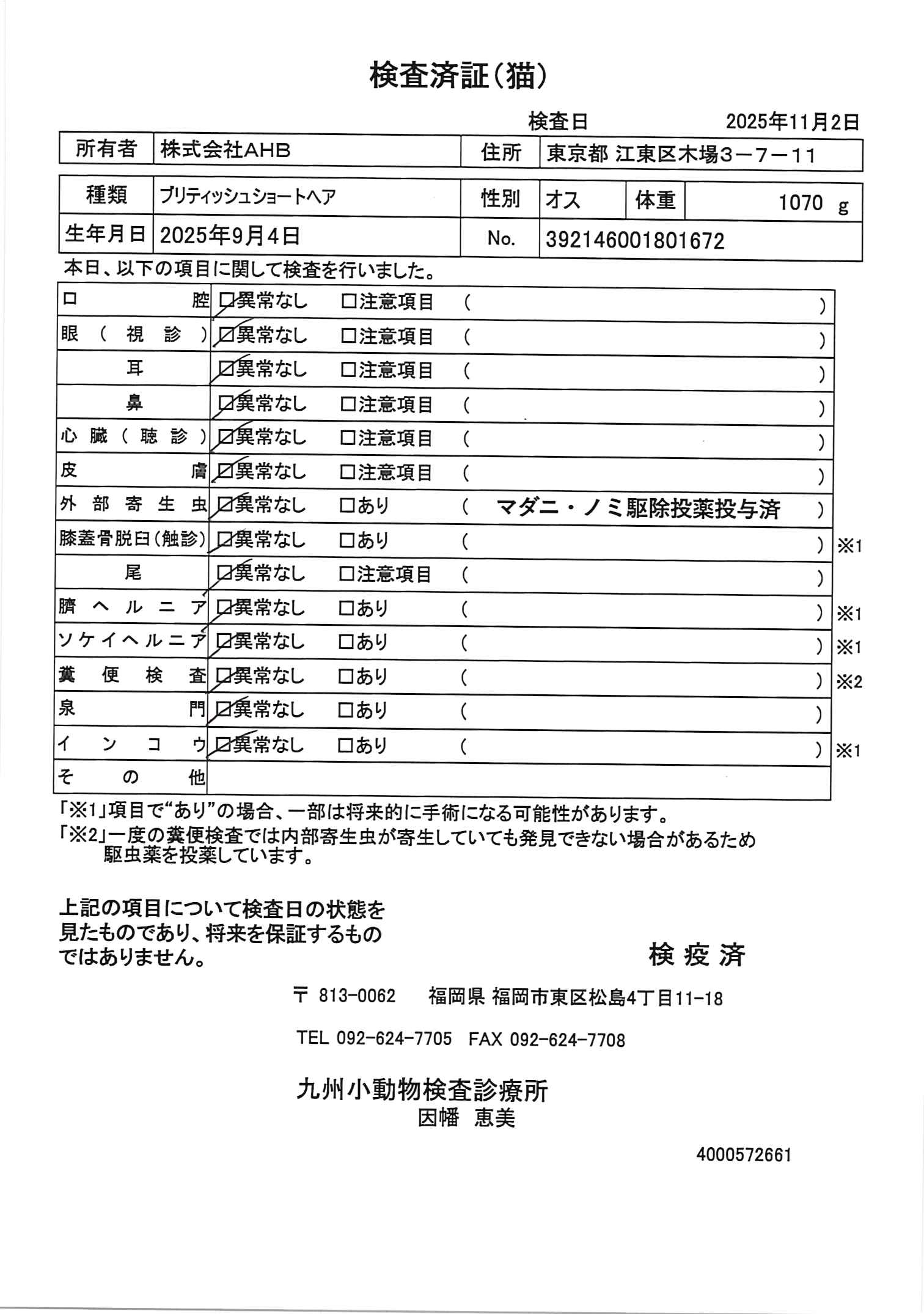 ブリティッシュショートヘア