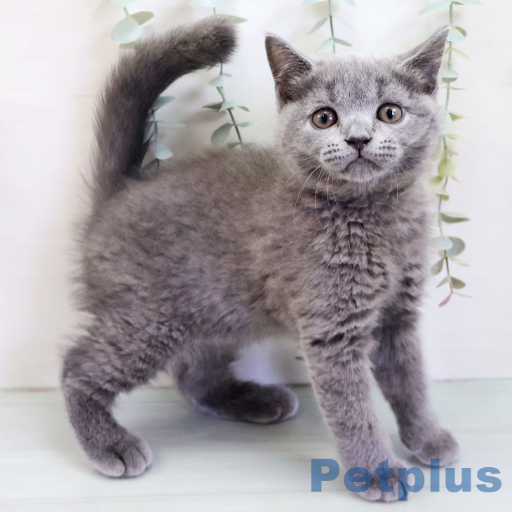 長崎県のブリティッシュショートヘアー (ペットプラス 長崎店/2025年9月4日生まれ/男の子/ブルー)の子猫の1枚目の画像