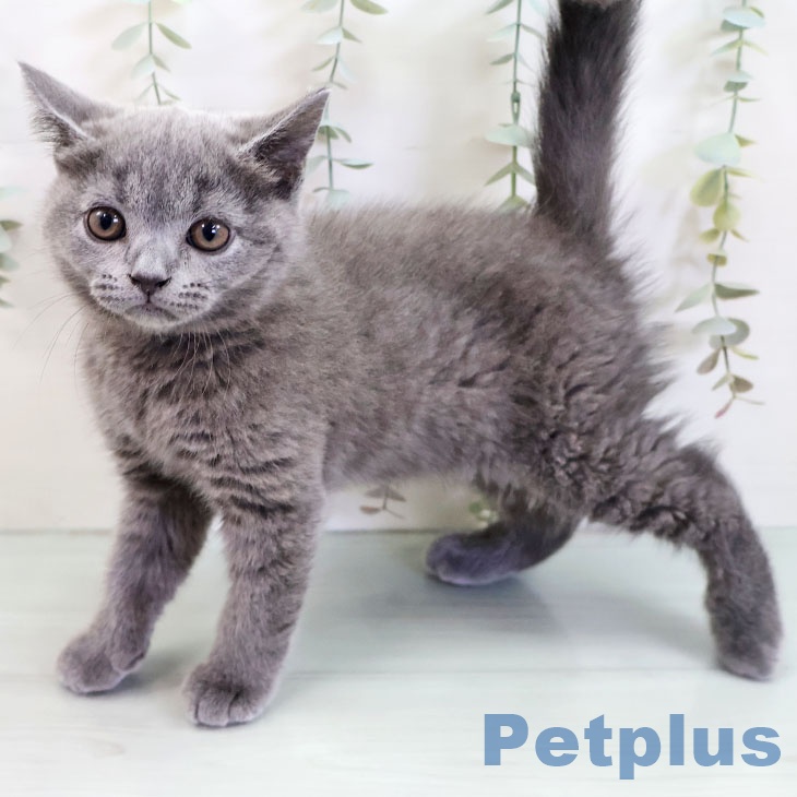 長崎県のブリティッシュショートヘアー (ペットプラス 長崎店/2025年9月4日生まれ/男の子/ブルー)の子猫の2枚目の画像