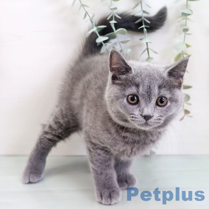 福岡県のブリティッシュショートヘアー (ペットプラス 福岡店/2025年9月4日生まれ/女の子/ブルー)の子猫の1枚目の画像
