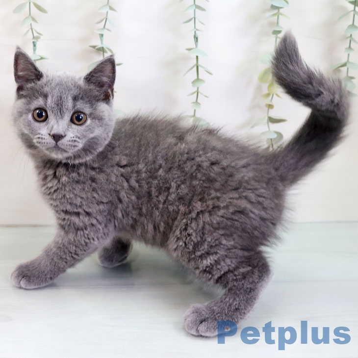 福岡県のブリティッシュショートヘアー (ペットプラス 福岡店/2025年9月4日生まれ/女の子/ブルー)の子猫の2枚目の画像