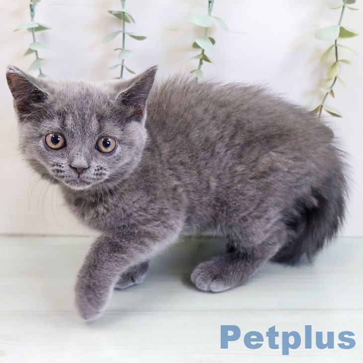 福岡県のブリティッシュショートヘアー (ペットプラス 八幡東店/2025年9月4日生まれ/女の子/ブルー)の子猫の1枚目の画像