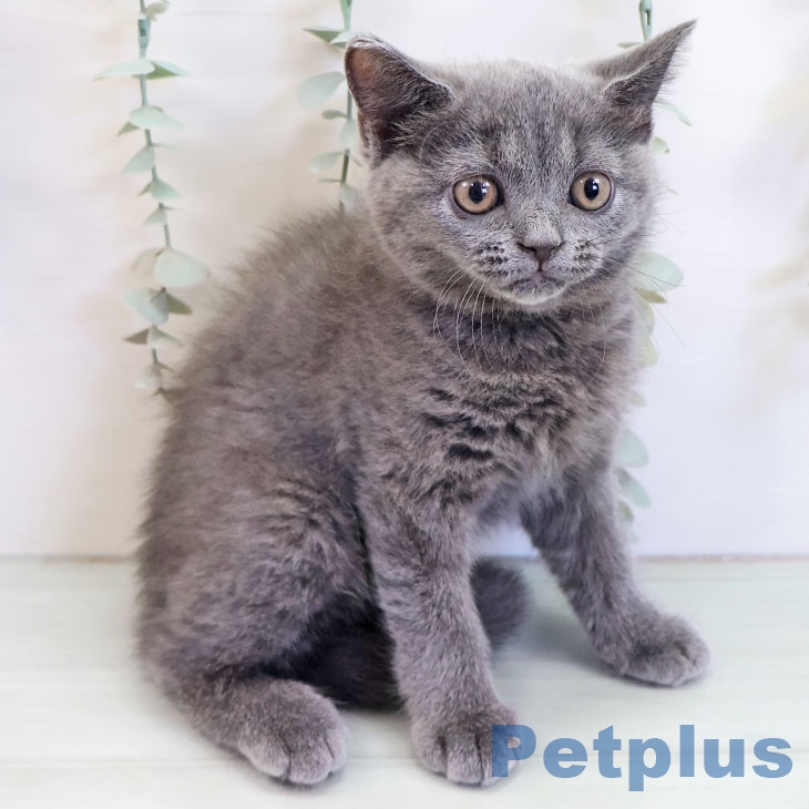 福岡県のブリティッシュショートヘアー (ペットプラス 八幡東店/2025年9月4日生まれ/女の子/ブルー)の子猫の2枚目の画像