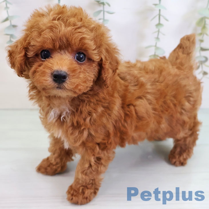 トイ・プードル