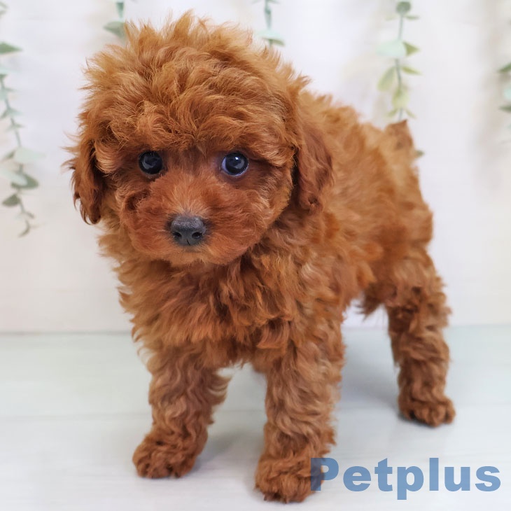 トイ・プードル