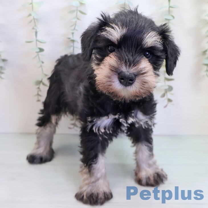 ミニチュア・シュナウザー