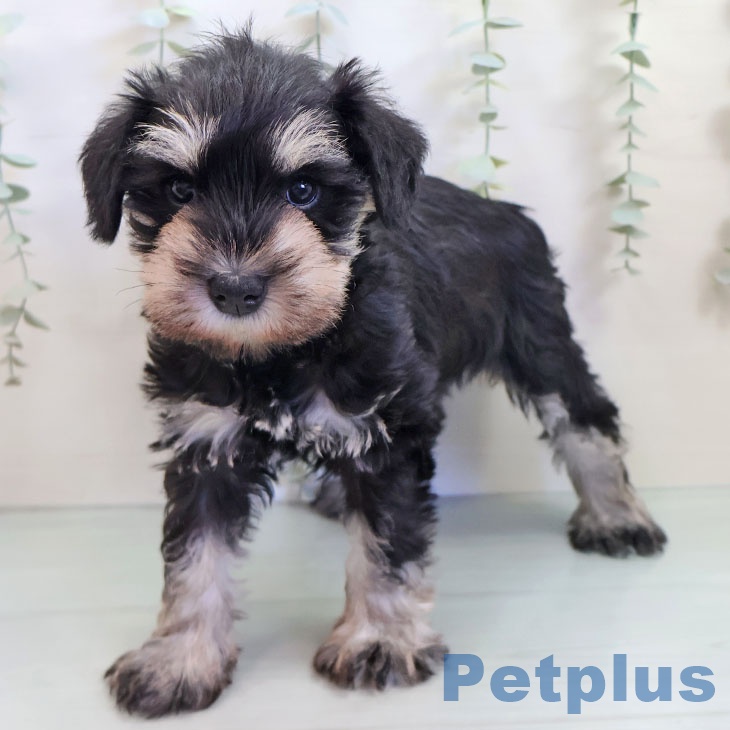 ミニチュア・シュナウザー