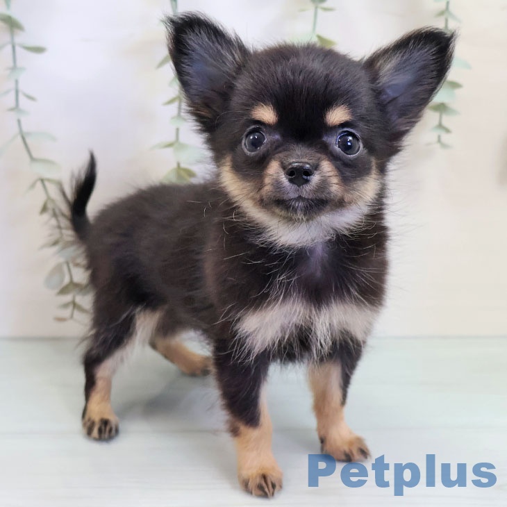 香川県のチワワ(ロング) (ペットプラス 高松店/2025年9月9日生まれ/女の子/ブラックタン)の子犬