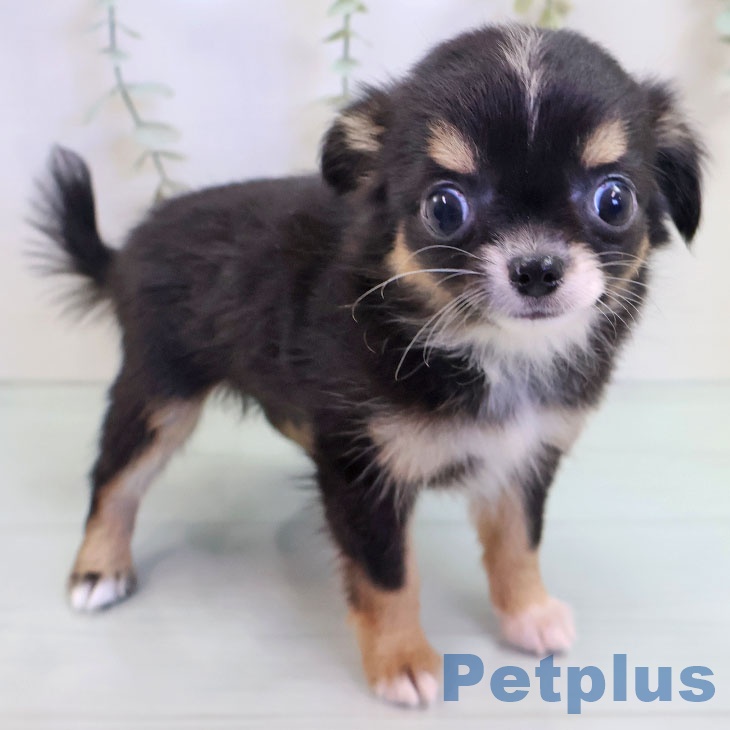 鳥取県のチワワ(ロング) (ペッツワン 日吉津店/2025年9月9日生まれ/女の子/ブラックタンホワイト)の子犬の1枚目の画像