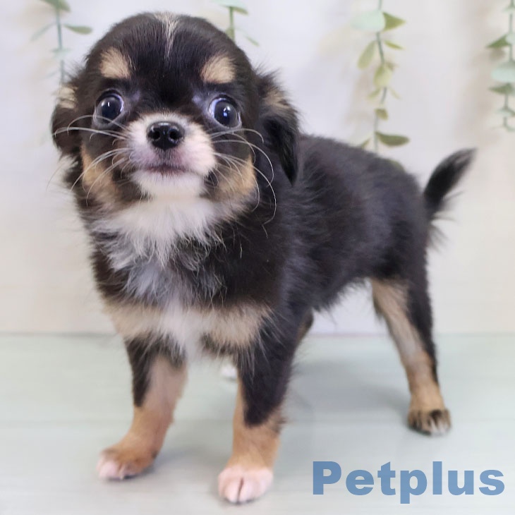 鳥取県のチワワ(ロング) (ペッツワン 日吉津店/2025年9月9日生まれ/女の子/ブラックタンホワイト)の子犬の2枚目の画像