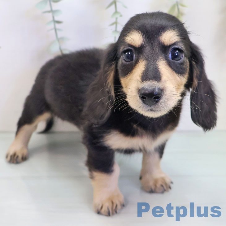 ミニチュア・ダックスフンド