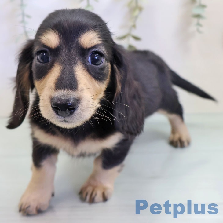 ミニチュア・ダックスフンド