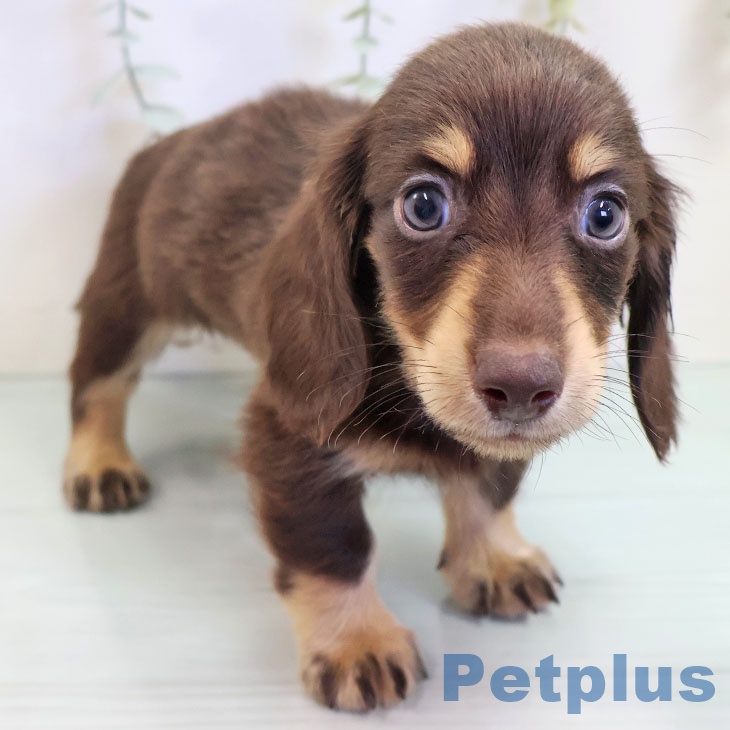 福岡県のミニチュアダックスフンド(ロング) (ペットプラス 春日店/2025年9月8日生まれ/男の子/チョコレートタン)の子犬の1枚目の画像