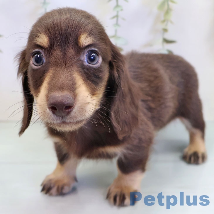 福岡県のミニチュアダックスフンド(ロング) (ペットプラス 春日店/2025年9月8日生まれ/男の子/チョコレートタン)の子犬の2枚目の画像