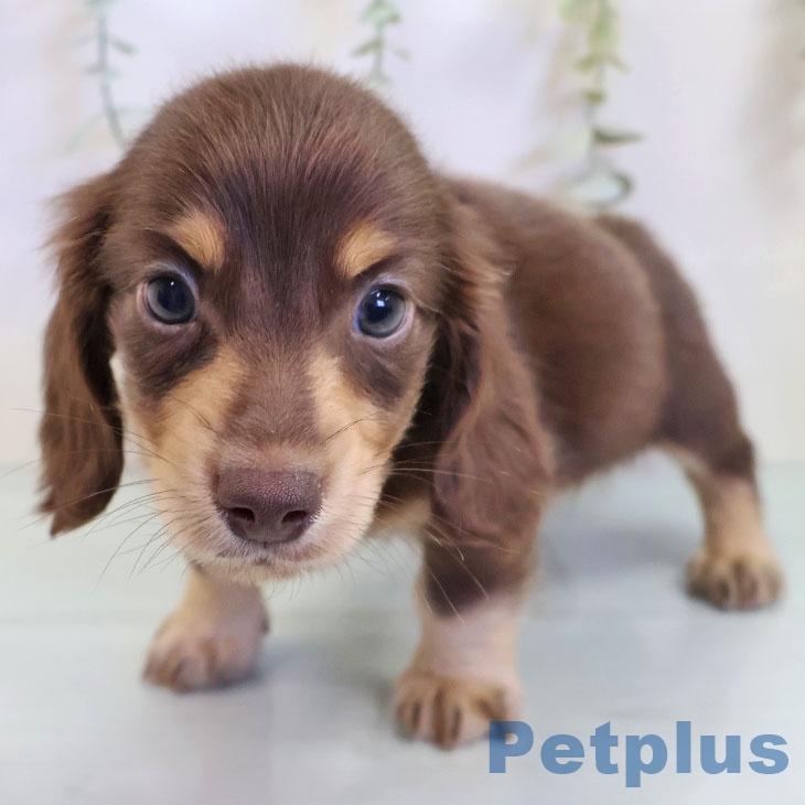 ミニチュア・ダックスフンド