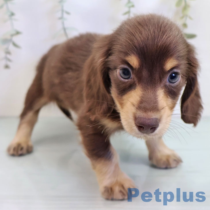 ミニチュア・ダックスフンド