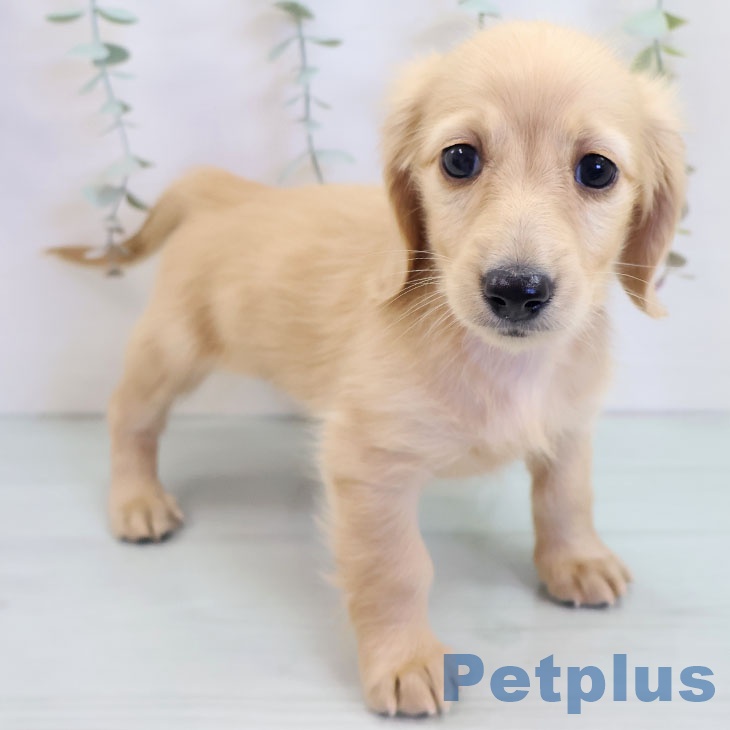 ミニチュア・ダックスフンド