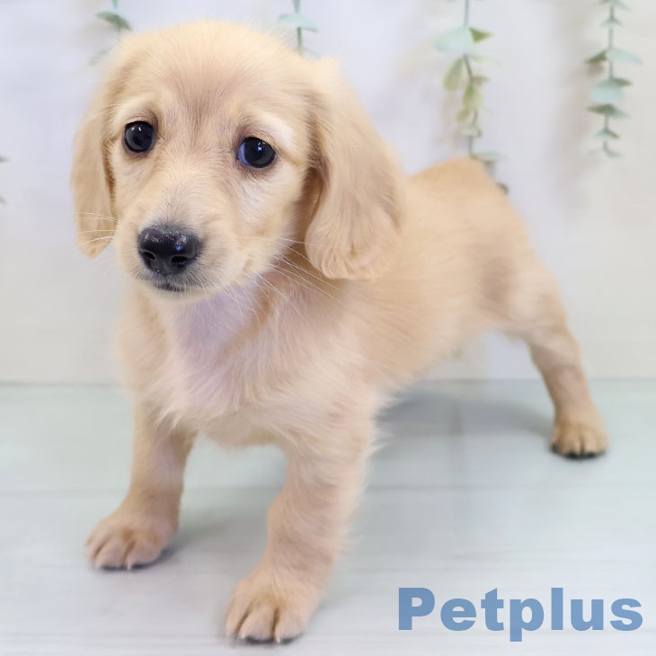 ミニチュア・ダックスフンドの写真2