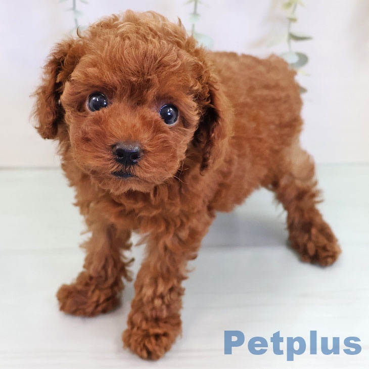 熊本県のトイプードル(トイ) (ペットプラス 熊本店/2025年9月4日生まれ/女の子/レッド)の子犬の1枚目の画像