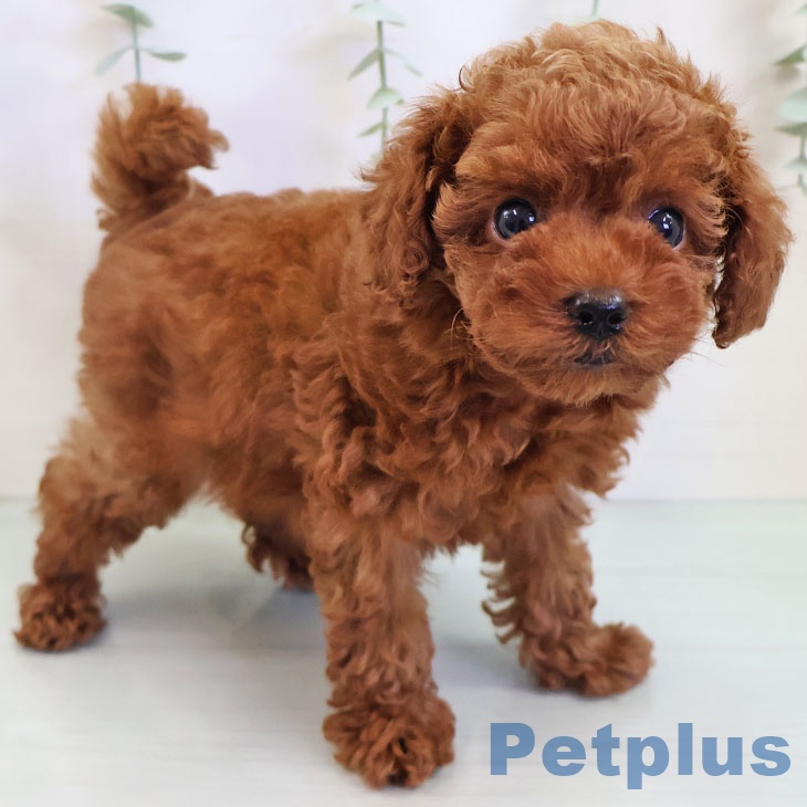 熊本県のトイプードル(トイ) (ペットプラス 熊本店/2025年9月4日生まれ/女の子/レッド)の子犬の2枚目の画像