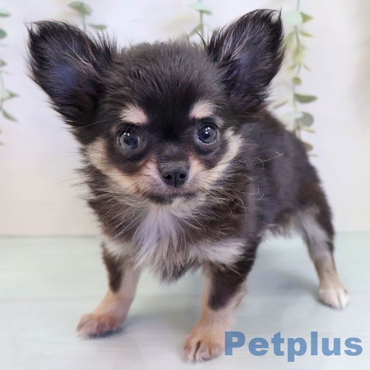 徳島県のチワワ(ロング) (ペットプラス 徳島店/2025年8月29日生まれ/女の子/ブラックタン)の子犬の1枚目の画像