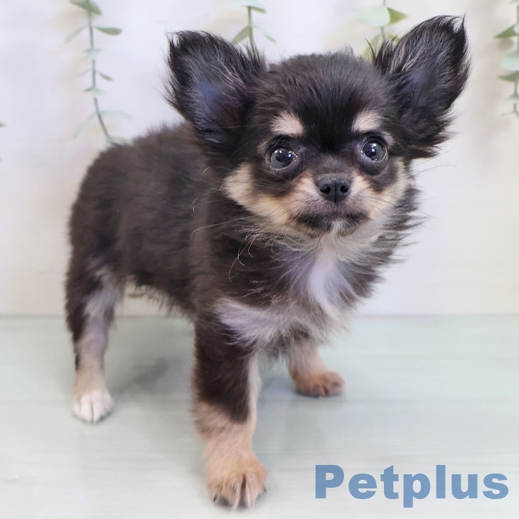 徳島県のチワワ(ロング) (ペットプラス 徳島店/2025年8月29日生まれ/女の子/ブラックタン)の子犬の2枚目の画像