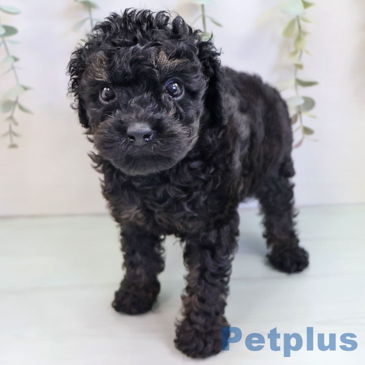 福岡県のトイプードル(トイ) (ペットプラス 八幡東店/2025年9月9日生まれ/女の子/ブラックタン)の子犬の1枚目の画像