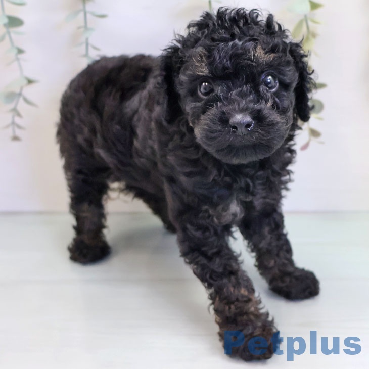 福岡県のトイプードル(トイ) (ペットプラス 八幡東店/2025年9月9日生まれ/女の子/ブラックタン)の子犬の2枚目の画像