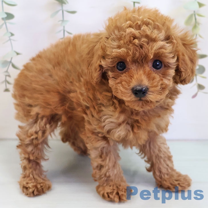 福岡県のトイプードル(トイ) (ペットプラス 八幡東店/2025年9月9日生まれ/男の子/レッド)の子犬の1枚目の画像