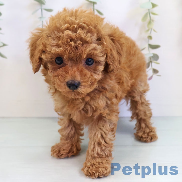 福岡県のトイプードル(トイ) (ペットプラス 八幡東店/2025年9月9日生まれ/男の子/レッド)の子犬の2枚目の画像