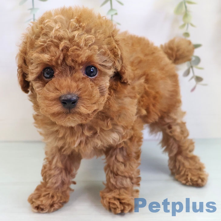 トイ・プードル