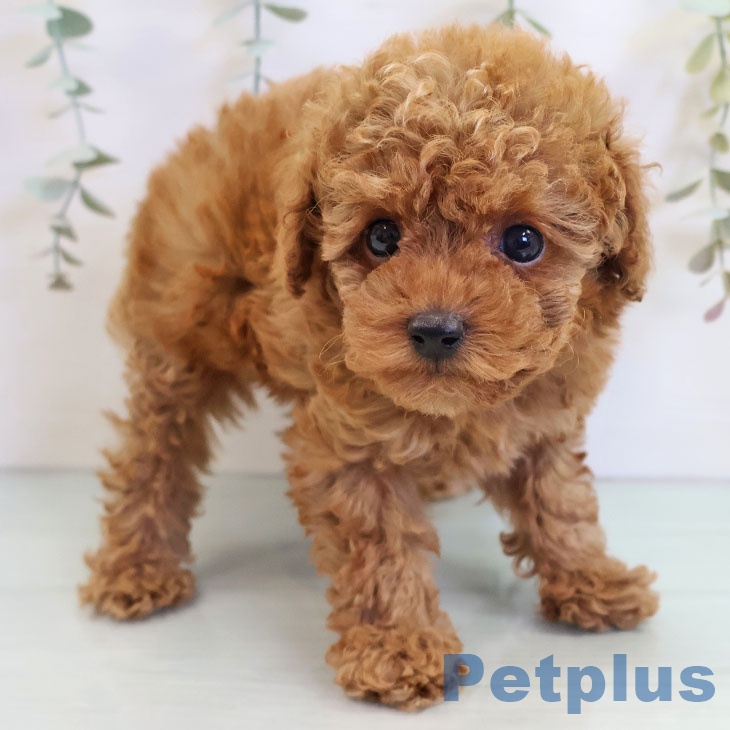 福岡県のトイプードル(トイ) (ペットプラス 福岡店/2025年9月9日生まれ/男の子/レッド)の子犬の2枚目の画像